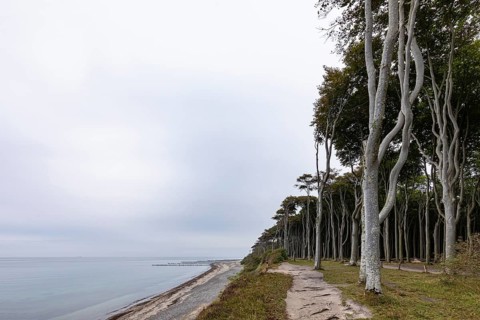 Ghost forest Nienhagen on the Baltic Sea coast in the Baltic Sea resort of Nienhagen on the Baltic