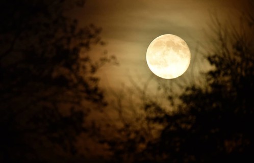 Supermoon, full moon, moon behind the trees, Schleswig-Holstein, Germany