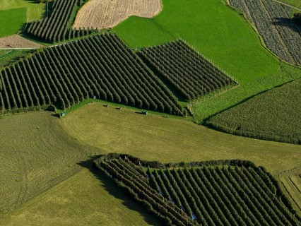Orchard, apple growing, sunny, autumn, aerial view, Laatsch, Vinschgau, South Tyrol, Italy