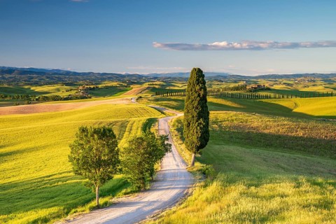 Road with single cypress (Cupressus) leads through landscape with hilly fields and country estate,
