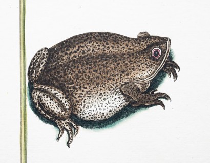 Toad, hand-colored copper engraving by Mark Catesby from: Natural History of Carolina, Florida and