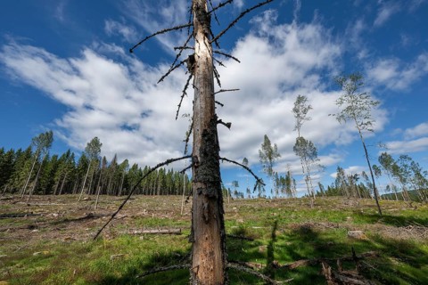 Single spruce trunk, cleared forest area, forestry, timber industry, timber trade, near Sunne,