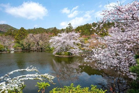 Kyoyochi pond in the Japanese garden, blooming cherry trees, Ryoan-ji, Zen Buddhist temple complex,