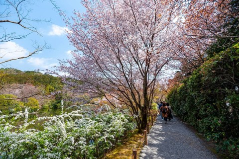 Blooming cherry trees, path along Kyoyochi Pond in the Japanese Garden, Ryoan-ji, Zen Buddhist