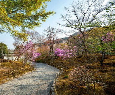 Path between blooming bushes in spring, Sogenchi Teien Japanese Garden, Tenryu-ji, Zen Buddhist