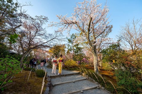 Visitors to Sogenchi Teien Japanese Garden with Blooming Cherry Trees, Tenryu-ji, Zen Buddhist