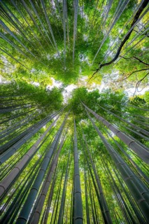 Looking up into the treetops, towering bamboo trunks in Arashiyama bamboo forest, Kyoto, Japan