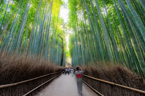 Visitors on their way through bamboo forest, motion blur, long exposure, towering bamboo stems in