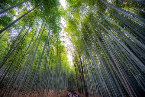Towering bamboo stems in Arashiyama bamboo forest, Kyoto, Japan