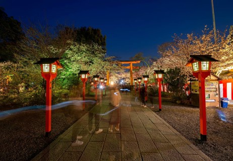 Illuminated trail with cherry blossoms and torii at night, blue hour, Hirano Shrine, Hanami, Kyoto,