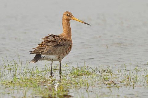Greenpike (Limosa limosa) runs in shallow water in a moor, snipe birds, wildlife, nature