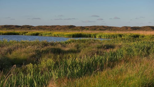Blooming marsh iris (Iris peudacorus) in the wetland in dune landscape, Texel, North Holland, the