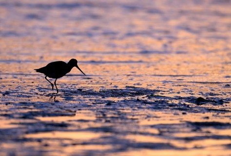 Pod-tailed woodcock (Limosa lapponica) in backlight on the beach, Texel, North Holland, the