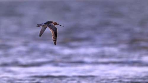 Flying woodcock (Limosa lapponica) in backlight on the beach, Texel, North Holland,