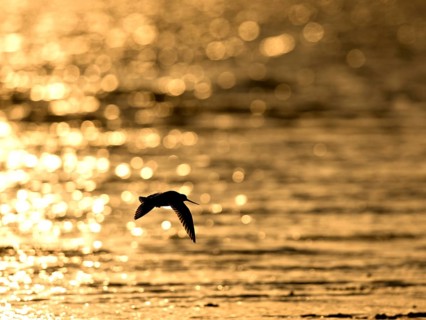 Flying woodcock (Limosa lapponica) in backlight on the beach, Texel, North Holland, the Netherlands