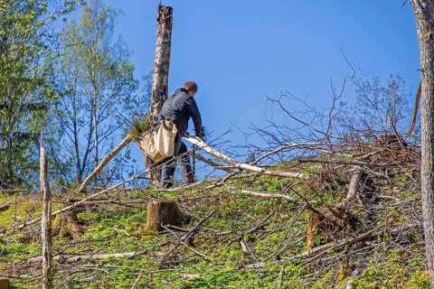 Man working on planting spruce seedlings on a clear-cut clearing in a coniferous forest on a sunny