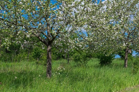 Blooming fruit trees on a fruit tree meadow, Südpfalz, Pfalz, Rhineland-Palatinate, Germany