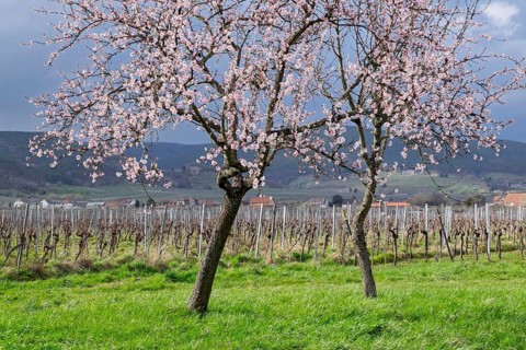 Almond tree blossom (Prunus dulcis), spring in the South Palatinate, Rhineland-Palatinate, Germany