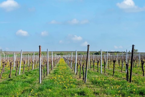 Weinfeld in spring, Südpfalz, Palatinate, Rhineland-Palatinate, Germany