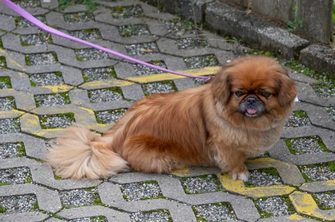 Dog, Pikinese on a leash, Lauf an der Pegnitz, Middle Franconia, Bavaria, Germany