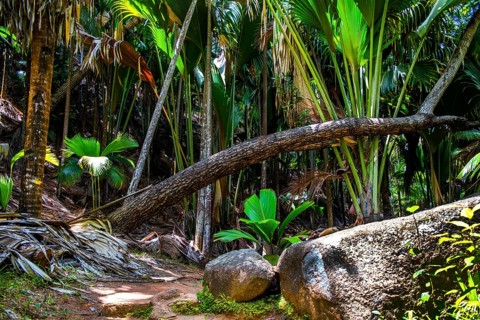 Fond Ferdinand Nature Reserve, Praslin, Seychelles, Praslin, Seychelles