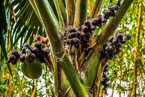 Female coco de mer, Seychelles palm, Lodoicea maldivica, most famous endemic palm species with the