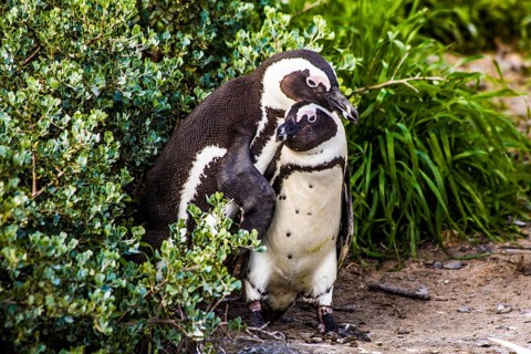 Jackass penguins (Spheniscus demersus) on Boulders Beach with over 2000 animals, Cape Peninsula,
