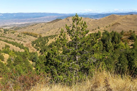Countryside landscape view from Puerto de Sos hills south of Sos del Rey Catolico, Cinco Villas