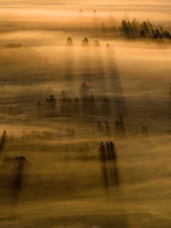 Fog, clouds of fog, trees, back light, sunrise, aerial view, Loisach-Lake Kochel-Moore, Upper
