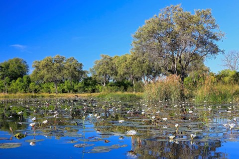 Water lilies, water lily family (Nymphaeaceae) in reflecting blue water, Okavango Delta, Botswana