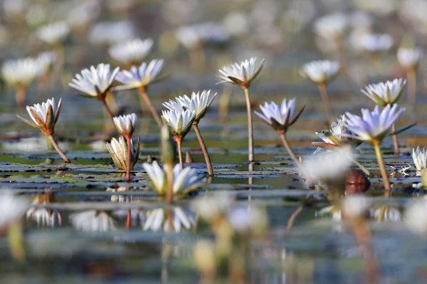Water lilies, water lily family (Nymphaeaceae), Okavango Delta, Botswana