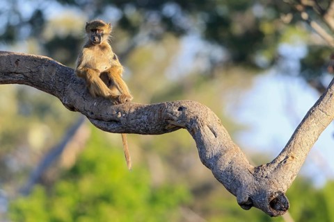 Southern green sea cat (Chlorocebus pygerythrus) sitting on branch, pocket monkey