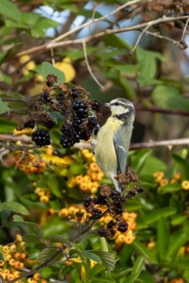 Blue tit (Cyanistes caeruleus) adult bird in a hedgerow feeding on blackberries in summer, England,