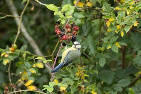 Blue tit (Cyanistes caeruleus) adult bird in a hedgerow on blackberries in summer, England, United