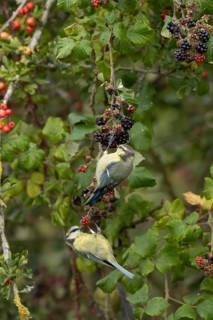 Blue tit (Cyanistes caeruleus) two adult birds in a hedgerow feeding on blackberries in summer,