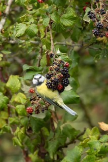 Blue tit (Cyanistes caeruleus) adult bird in a hedgerow on blackberries in summer, England, United