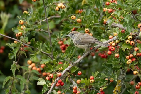 Eurasian blackcap (Sylvia atricapilla) adult female bird in a Hawthorn hedgerow with red berries in