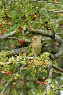 European greenfinch (Chloris chloris) adult bird in a Hawthorn hedgerow with red berries in summer,