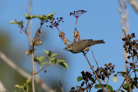 Eurasian blackcap (Sylvia atricapilla) adult female bird in a hedgerow feeding on Elder tree