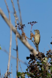 Eurasian blackcap (Sylvia atricapilla) adult female bird in a hedgerow feeding on Elder tree