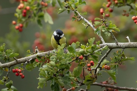 Great tit (Parus major) adult bird in a Hawthorn hedgerow with red berries in summer, England,
