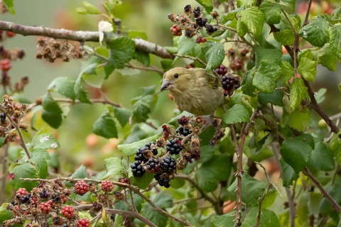 European greenfinch (Chloris chloris) adult bird in a hedgerow feeding on blackberries in summer,