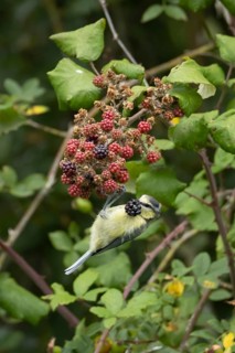 Blue tit (Cyanistes caeruleus) adult bird in a hedgerow feeding on blackberries in summer, England,