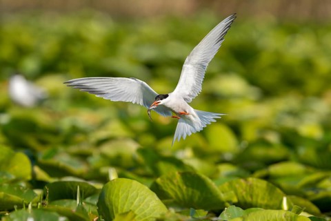 Common tern (Sterna hirundo) flying with fish, Danube Delta, Romania