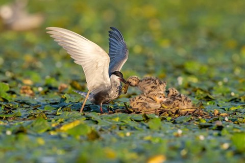 White-bearded terns (Childonias hybride) feeding with young birds on their nest, Danube Delta,