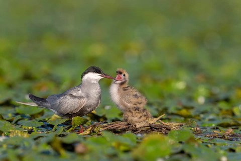 White-bearded terns (Childonias hybride) with young birds, begging, at the nest, Danube Delta,