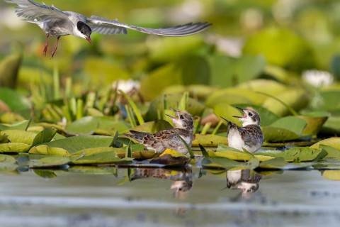 White-bearded terns (Childonias hybride) with young birds, at the nest, Danube Delta, Romania