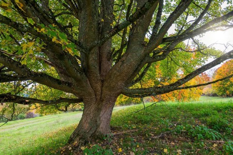 Large tree with widely branched branches in autumn, maple, Swabian Alb Biosphere Reserve,