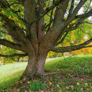 Close-up of a large tree with sprawling branches, maple, Swabian Alb Biosphere Reserve,