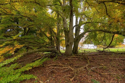 Spreading tree with visible roots, surrounded by autumn leaves, deep forest character, beech,
